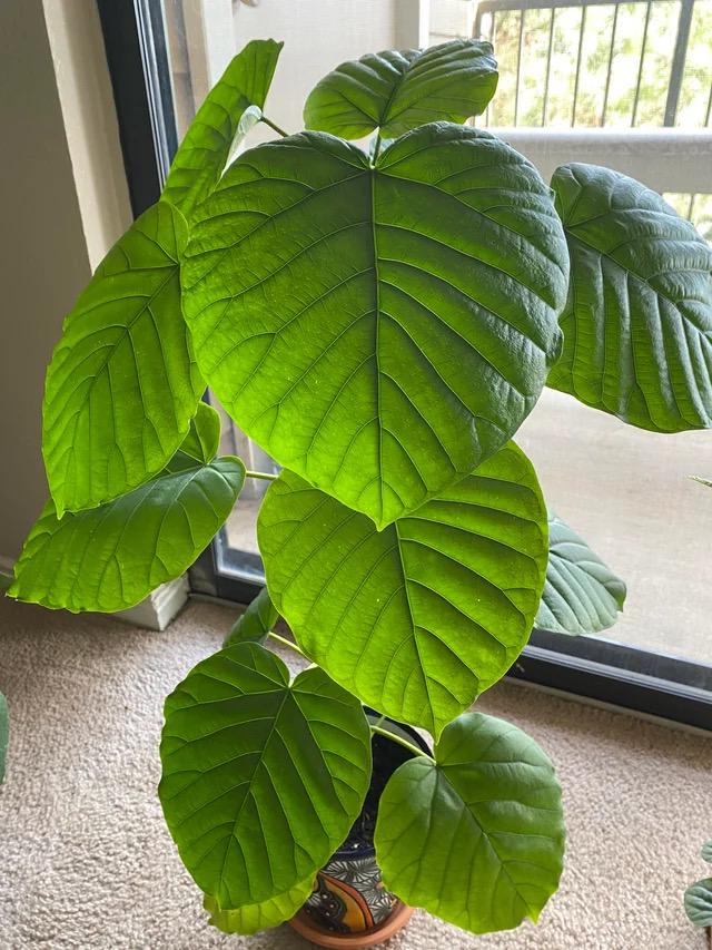 Ficus Umbrella tree XL starter plant **(ALL plants require you to purchase ANY 2 plants!)**