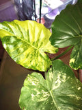 Alocasia Legacy (new cultivar) variegated starter plant **(ALL plants require you to purchase ANY 2 plants!)**