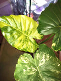 Alocasia Variegated Gagaena aurea starter plant **(ALL plants require you to purchase ANY 2 plants!)**