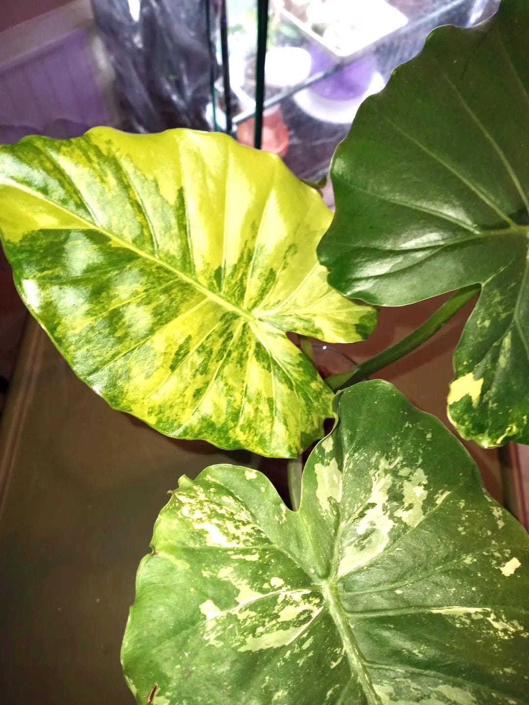 Alocasia Variegated Gagaena aurea starter plant **(ALL plants require you to purchase ANY 2 plants!)**