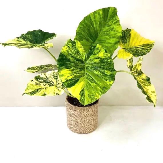 Variegated Alocasia aurea Starter Plant (ALL STARTER PLANTS require you to purchase any 2 plants!)**