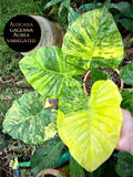 Alocasia Gageana aurea variegated rare 4” pot  **(ALL plants require you to purchase ANY 2 plants!)**