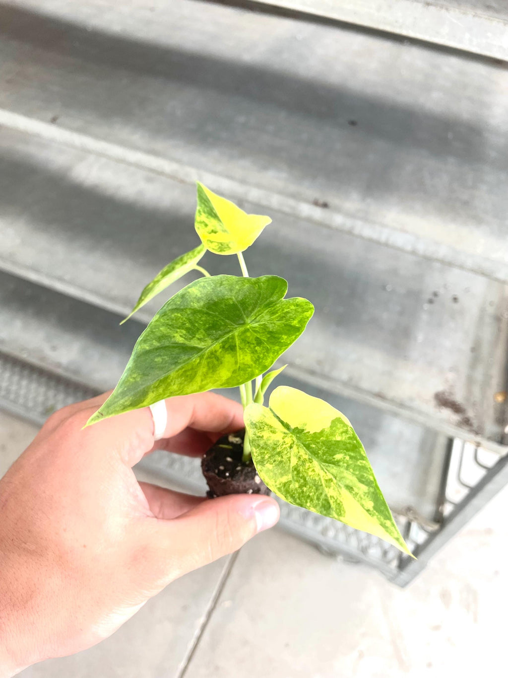 Alocasia Legacy (new cultivar) variegated starter plant **(ALL plants require you to purchase ANY 2 plants!)**
