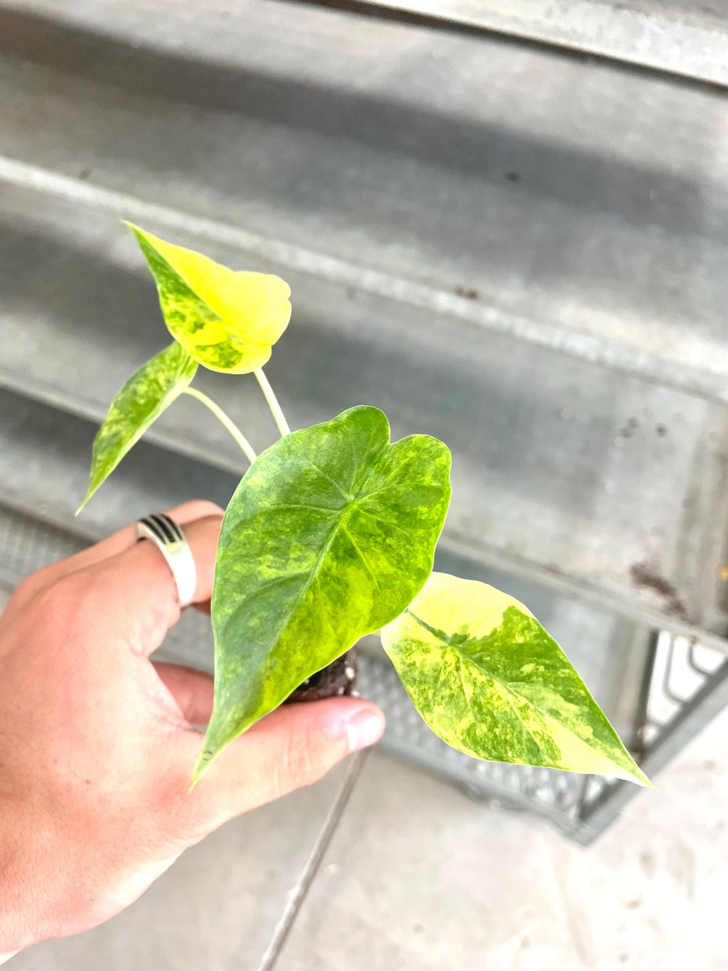 Alocasia Legacy (new cultivar) variegated starter plant **(ALL plants require you to purchase ANY 2 plants!)**