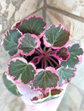 Variegated Strawberry Begonia (saxifraga stolonifera ) 4” Plant (ALL PLANTS require you to purchase 2 plants!)**