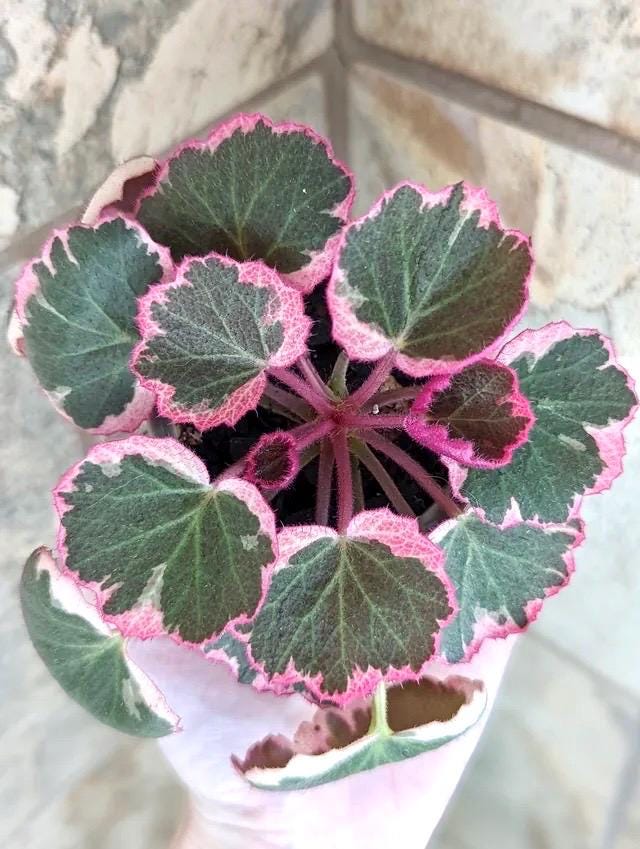 Variegated Strawberry Begonia (saxifraga stolonifera ) 4” Plant (ALL PLANTS require you to purchase 2 plants!)**