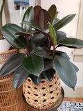 Ficus Elastica Burgundy rubber tree 2” plant **(ALL plants require you to purchase ANY 2 plants!)**