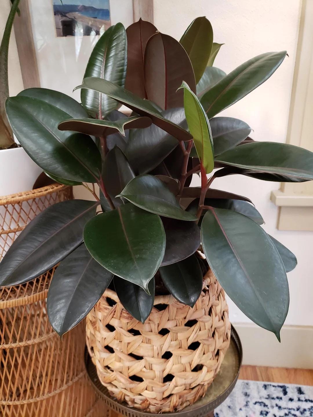 Ficus Elastica Burgundy rubber tree 2” plant **(ALL plants require you to purchase ANY 2 plants!)**