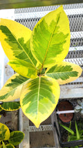 Ficus Elastica Altissima Yellow gem 4” multistem plant **(ALL plants require you to purchase ANY 2 plants!)**