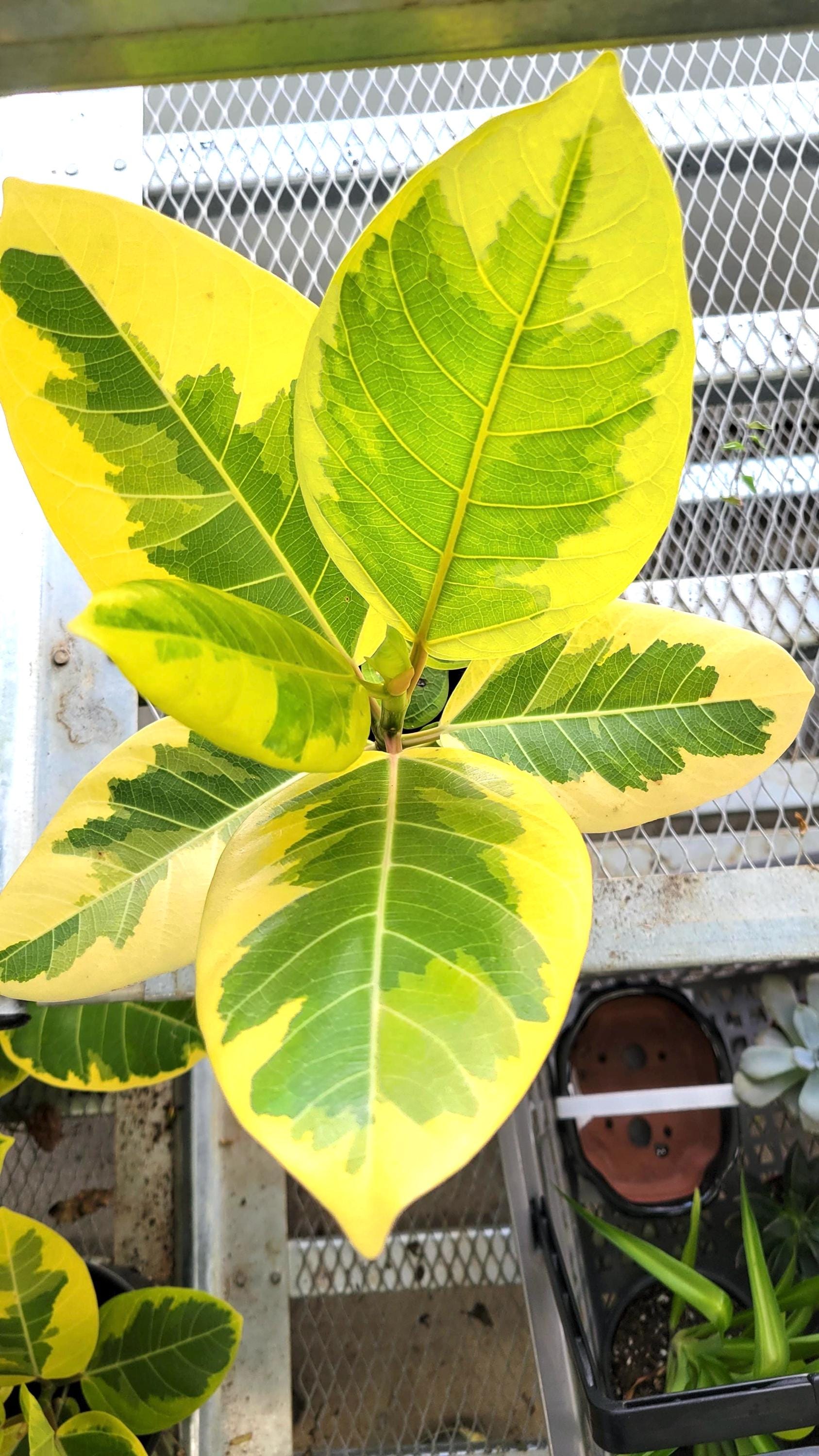 Ficus Elastica Altissima Yellow gem 4” multistem plant **(ALL plants require you to purchase ANY 2 plants!)**
