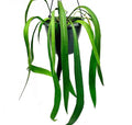 Anthurium Vittarifolium rare starter plant **(ALL plants require you to purchase ANY 2 plants!)**