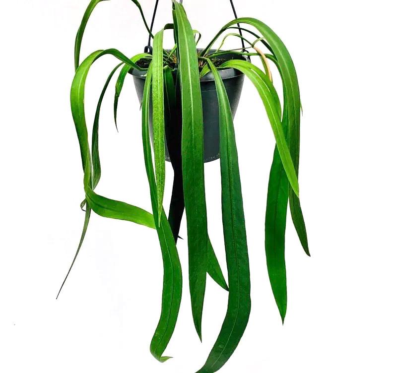 Anthurium Vittarifolium rare starter plant **(ALL plants require you to purchase ANY 2 plants!)**