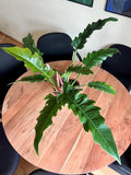 Philodendron narrow escape 2” Plant (ALL STARTER PLANTS require you to purchase 2 plants!)**