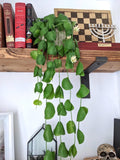 Dischida platyphylla starter plant **(ALL plants require you to purchase ANY 2 plants!)**