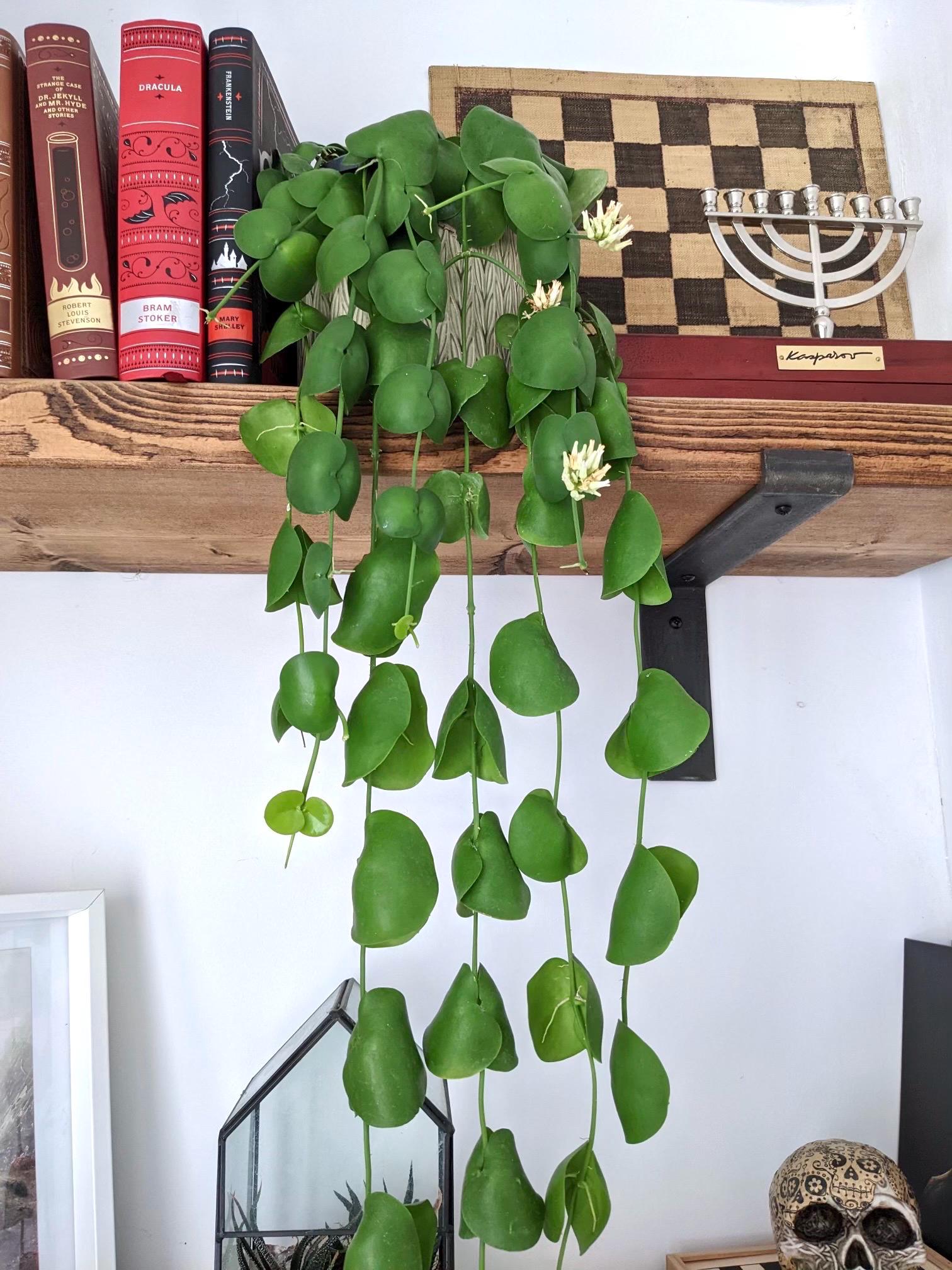 Dischida platyphylla starter plant **(ALL plants require you to purchase ANY 2 plants!)**