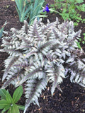 Athyrium Godzilla Japanese painted fern 4” pot **(ALL plants require you to purchase ANY 2 plants!)**