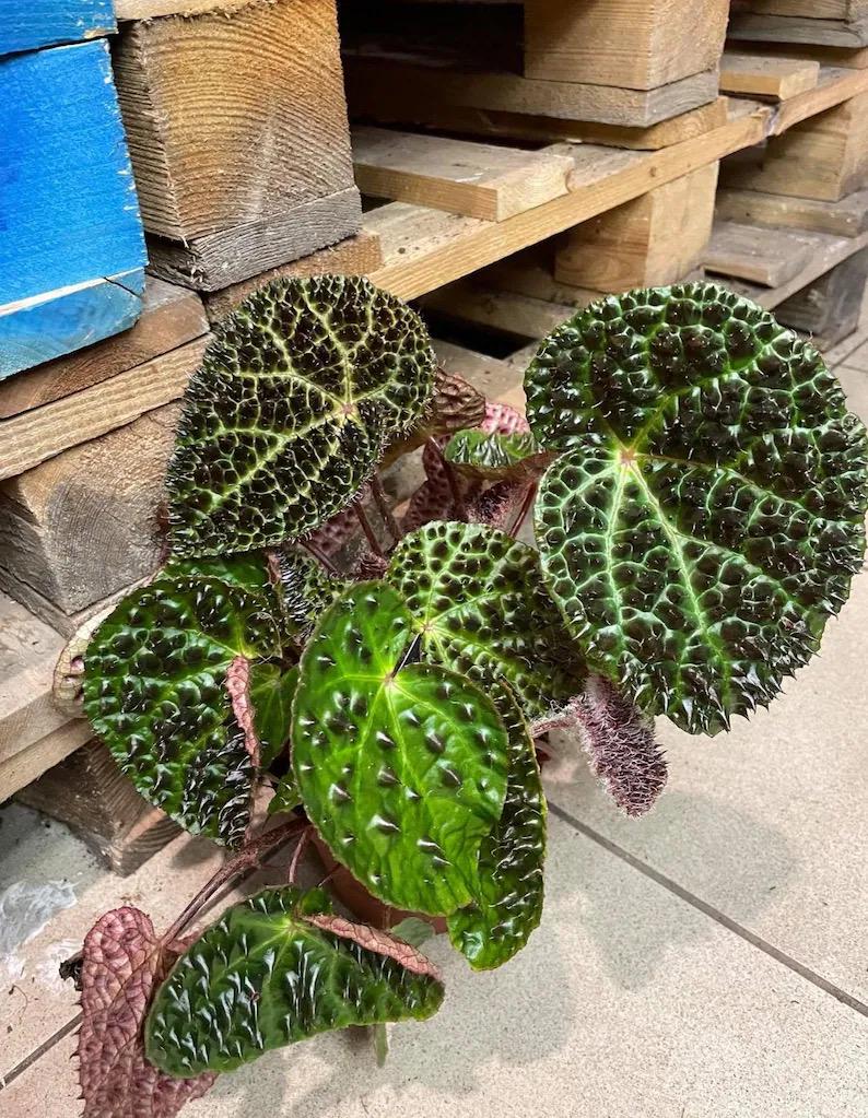 Begonia Rex Ferox “spiked angel wing” 4” potted plant **(ALL plants require you to purchase ANY 2 plants!)**