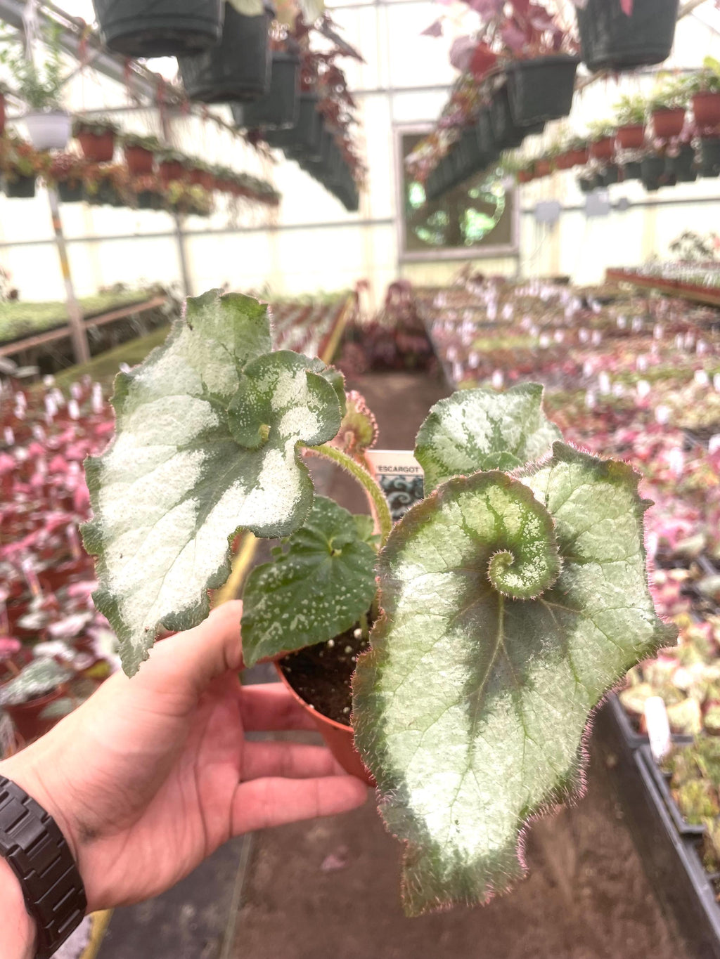 Begonia Rex escargot 4” rare plant **(ALL plants require you to purchase ANY 2 plants!)**