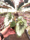 Begonia Rex escargot 4” rare plant **(ALL plants require you to purchase ANY 2 plants!)**