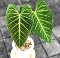 Philodendron Splendid starter plant **(ALL plants require you to purchase ANY 2 plants!)**