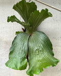 Platycerium Neptune hybrid Staghorn Fern Rare Starter Plant **(ALL STARTER PLANTS require you to purchase 2 plants!)**