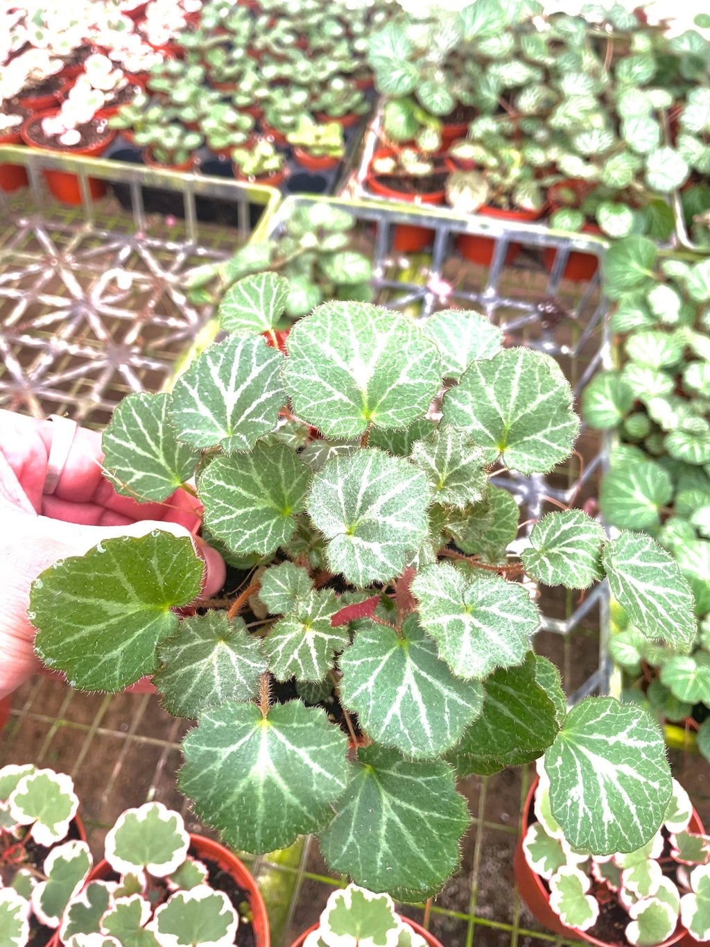 Strawberry Begonia (saxifraga stolonifera) 4” Plant (ALL PLANTS require you to purchase 2 plants!)**