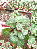 Strawberry Begonia (saxifraga stolonifera) 4” Plant (ALL PLANTS require you to purchase 2 plants!)**
