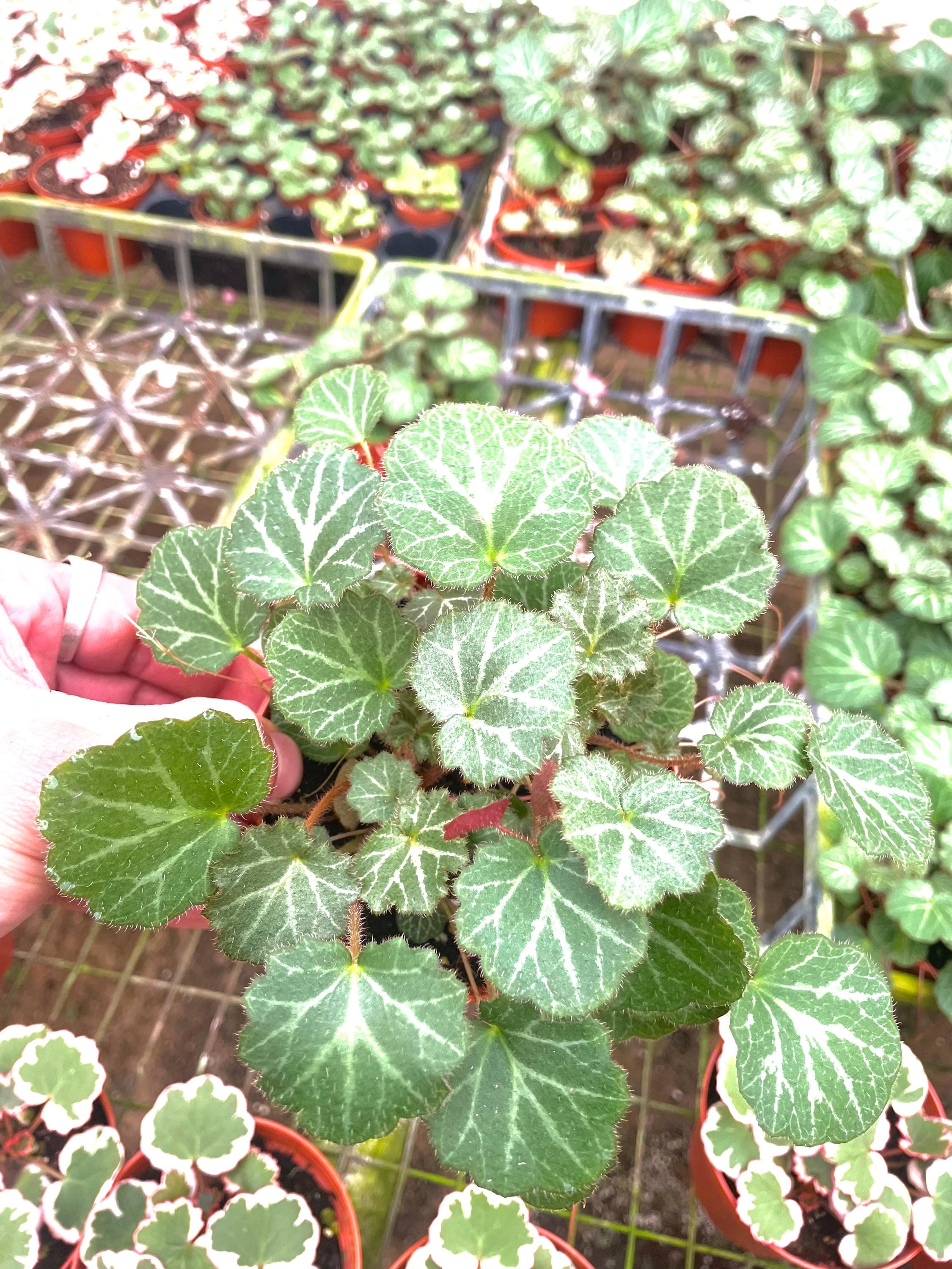 Strawberry Begonia (saxifraga stolonifera) 4” Plant (ALL PLANTS require you to purchase 2 plants!)**