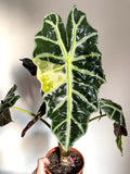 Alocasia Variegated Polly “Aurea” XL plant **(ALL plants require you to purchase ANY 2 plants!)**