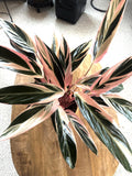 Stromanthe Triostar starter plant **(ALL plants require you to purchase ANY 2 plants!)**