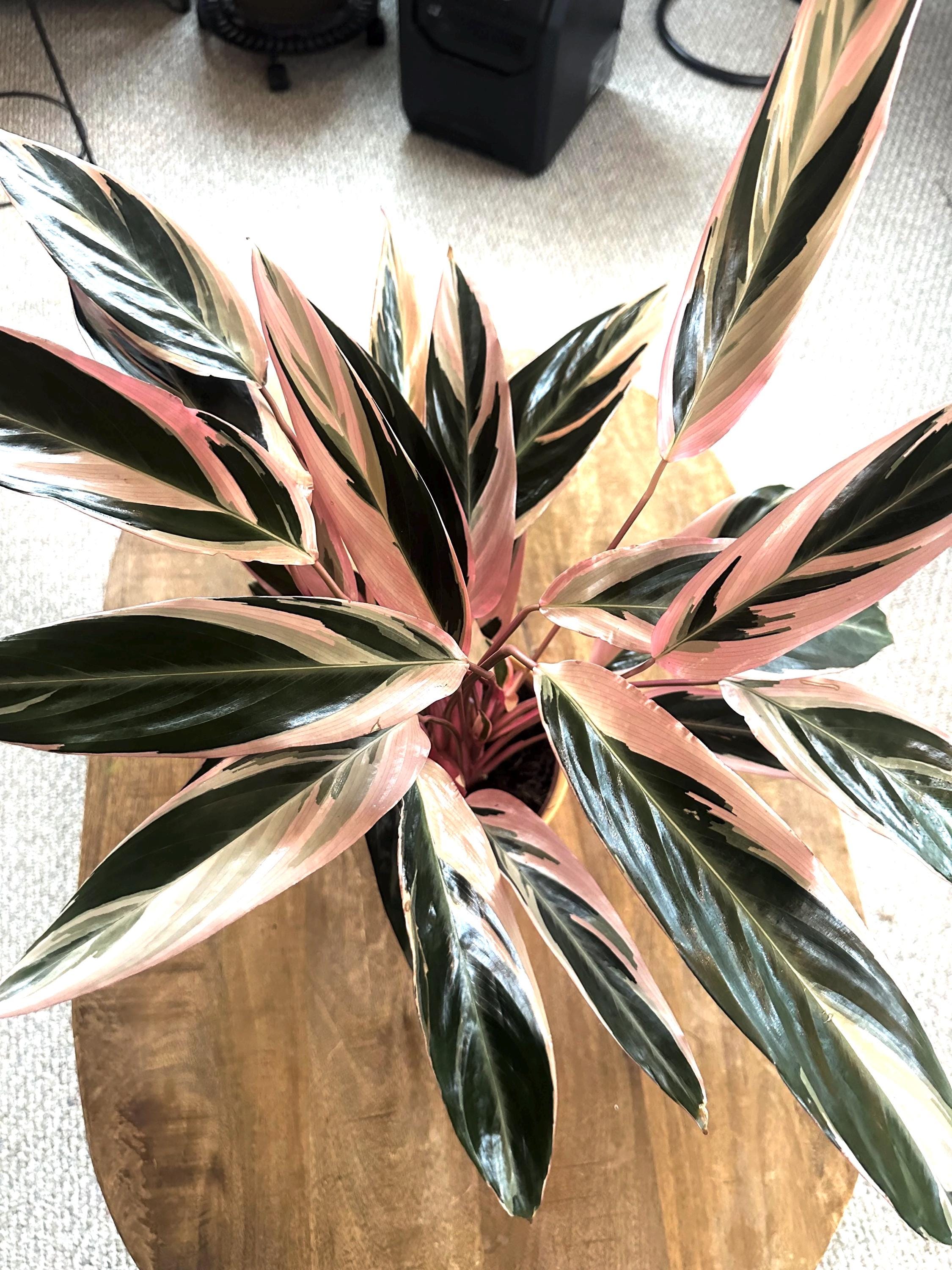 Stromanthe Triostar starter plant **(ALL plants require you to purchase ANY 2 plants!)**