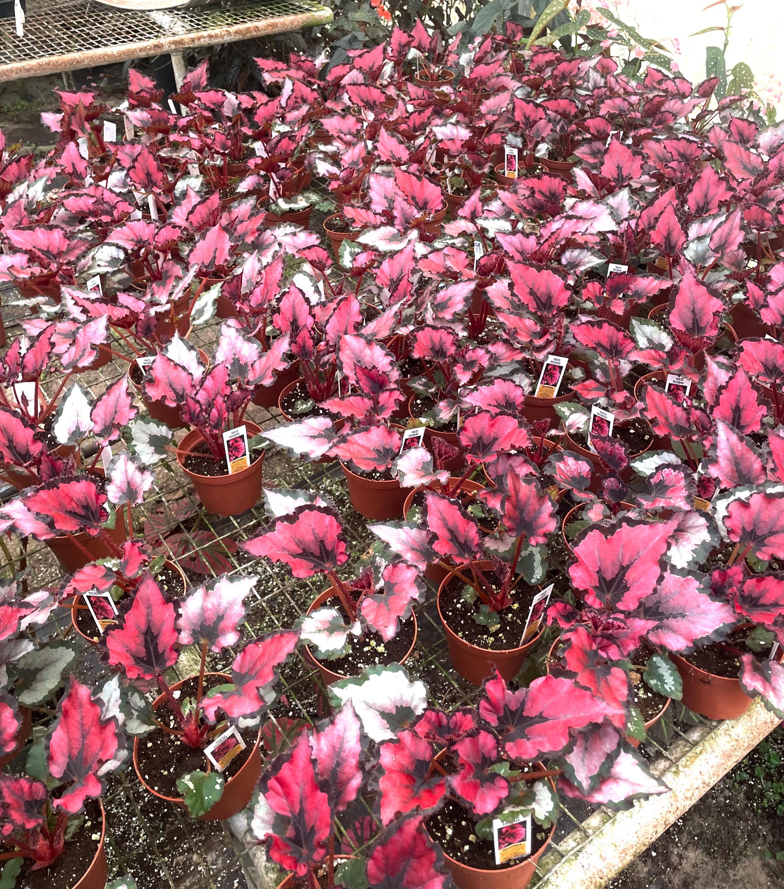 Begonia Rex Red Robin 4” plant **(ALL plants require you to purchase ANY 2 plants!)**