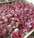 Begonia Rex Red Robin starter plant **(ALL plants require you to purchase ANY 2 plants!)**