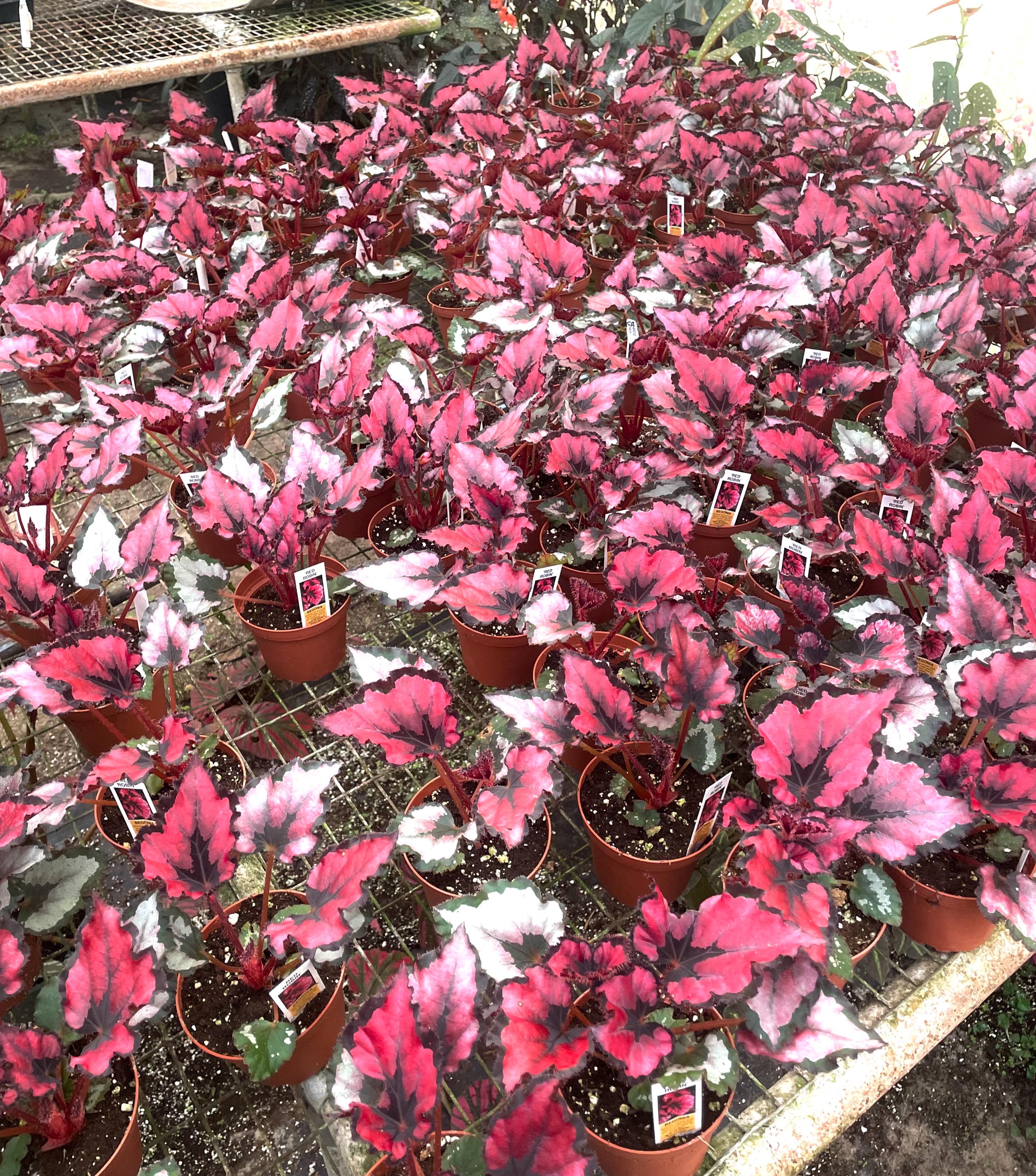 Begonia Rex Red Robin starter plant **(ALL plants require you to purchase ANY 2 plants!)**
