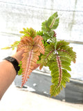 Candy striped brake fern 4” plant **(ALL plants require you to purchase ANY 2 plants!)**