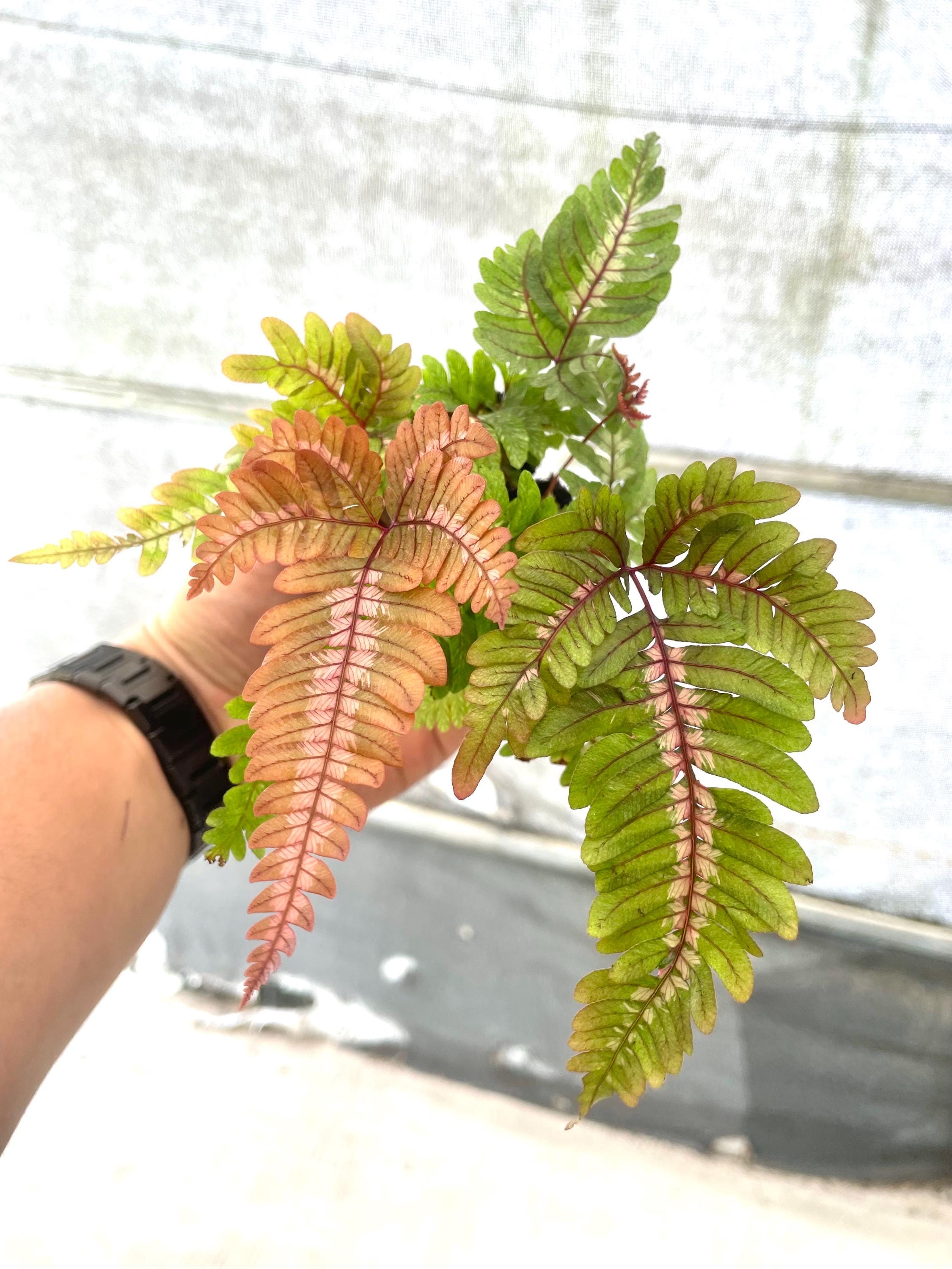 Candy striped brake fern 4” plant **(ALL plants require you to purchase ANY 2 plants!)**