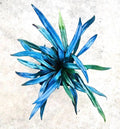 Blue Oil fern rare starter plant **(ALL plants require you to purchase ANY 2 plants!)**