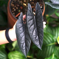 Alocasia Scalprum RARE XL plant  **(must purchase ANY 2 plants to complete order!)**