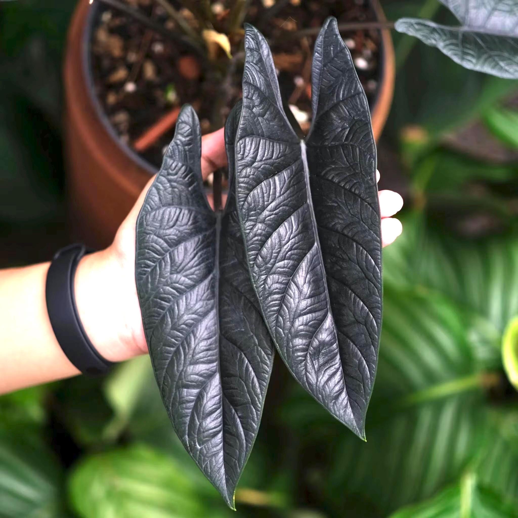 Alocasia Scalprum RARE XL plant  **(must purchase ANY 2 plants to complete order!)**