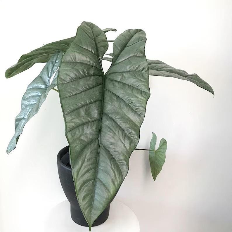 Alocasia Corazon starter plant **(ALL plants require you to purchase ANY 2 plants!)**