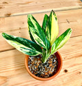 Monstera Standleyana Variegated aurea 4” plant **(ALL plants require you to purchase ANY 2 plants!)**