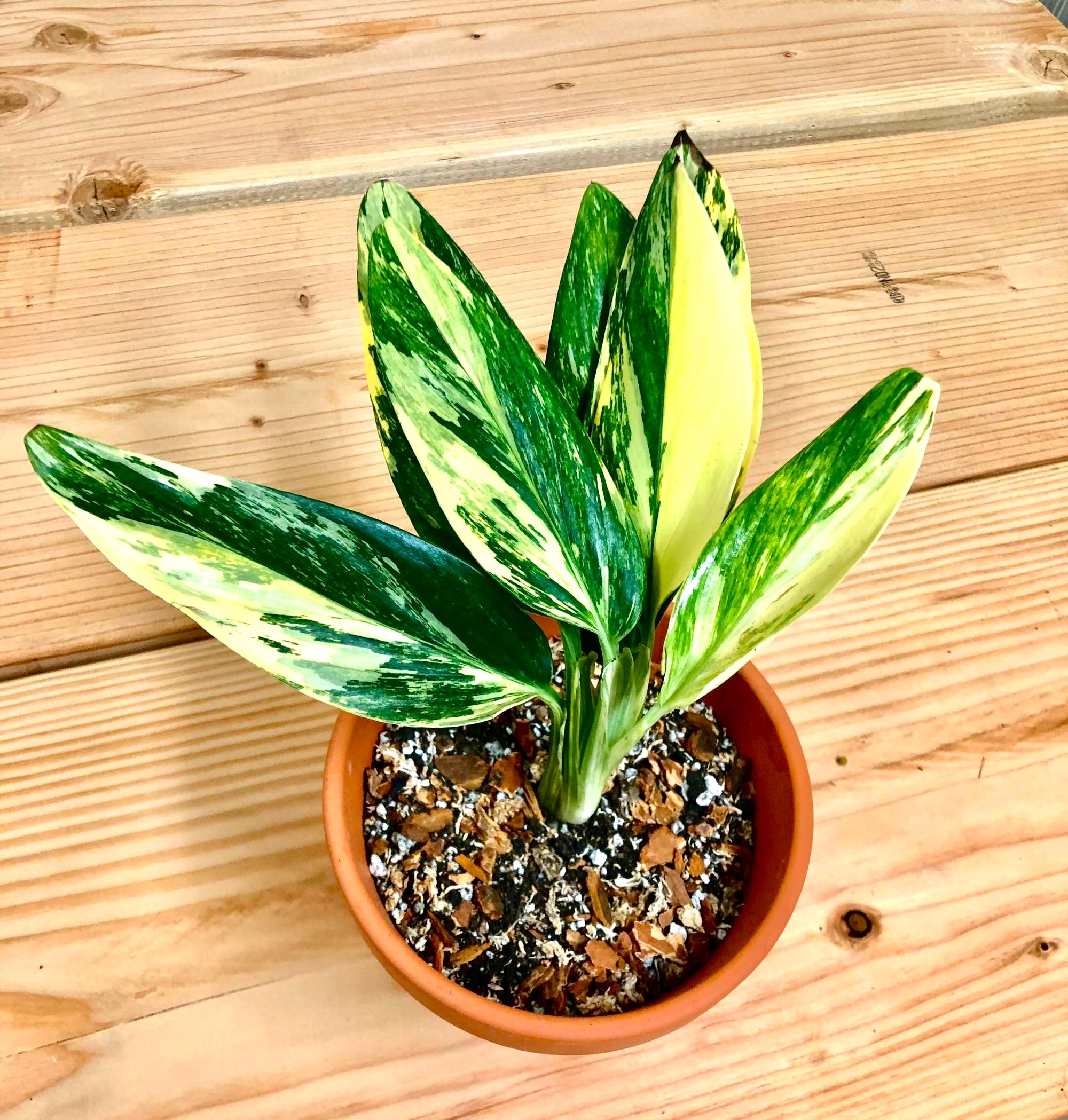 Monstera Standleyana Variegated aurea 4” plant **(ALL plants require you to purchase ANY 2 plants!)**
