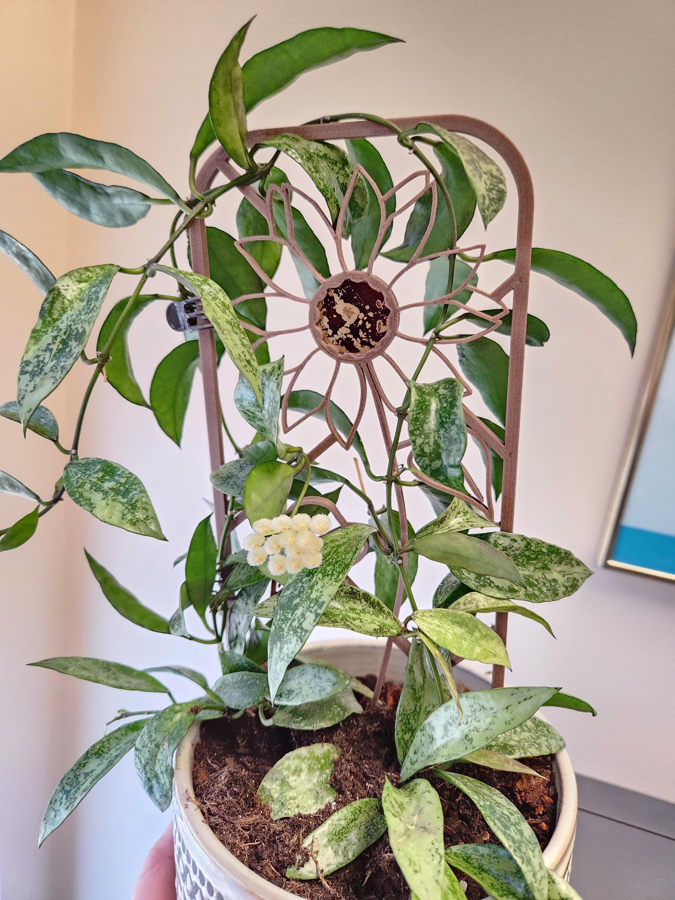 Hoya Lacunosa silver “snow caps” starter Plant (ALL PLANTS require you to purchase 2 plants!)**