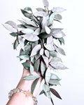 Hoya Lacunosa silver (mint) 2” Plant (ALL PLANTS require you to purchase 2 plants!)**