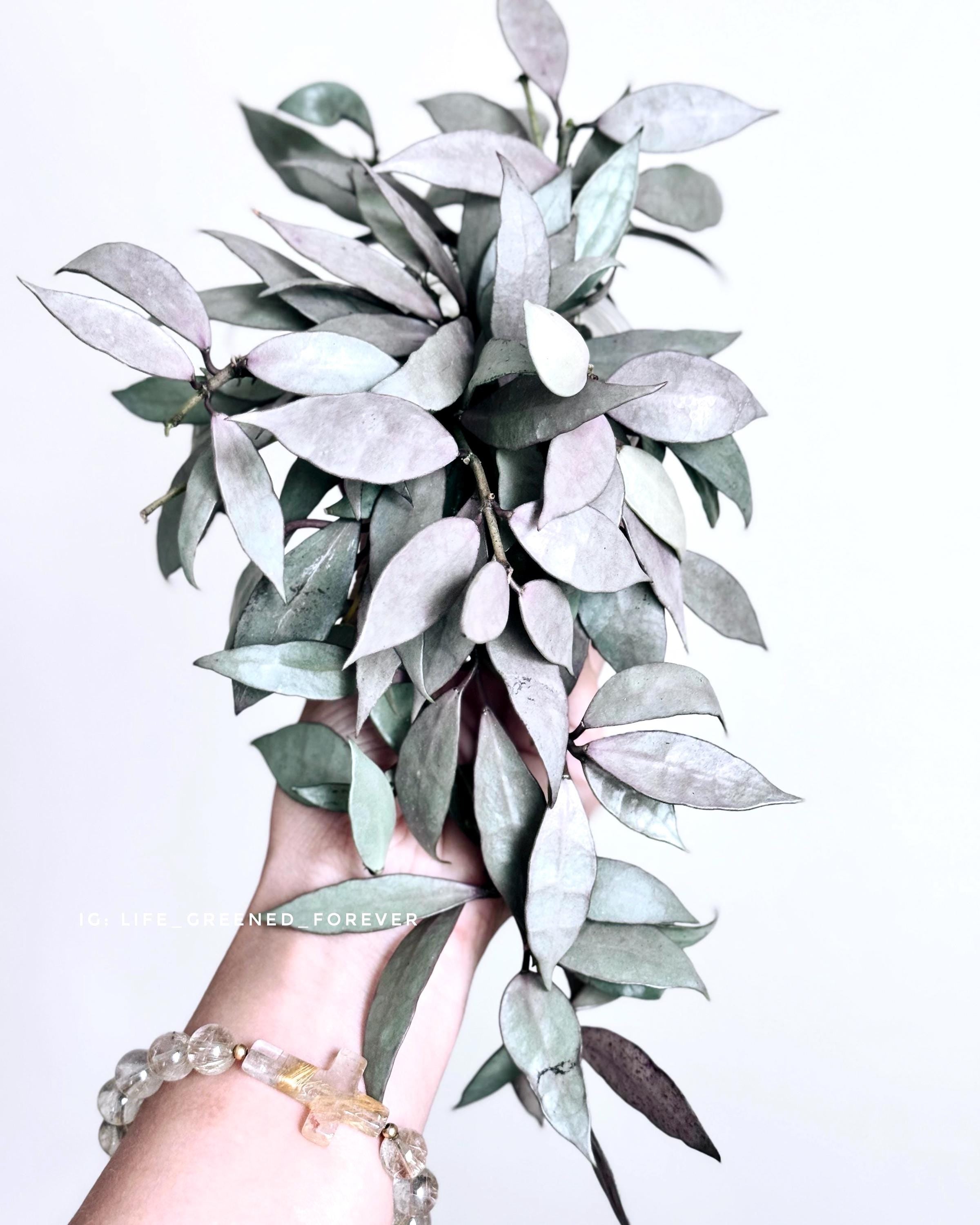 Hoya Lacunosa silver (mint) 2” Plant (ALL PLANTS require you to purchase 2 plants!)**