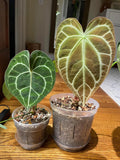 Anthurium Crystallinum starter plant **(ALL plants require you to purchase ANY 2 plants!)**