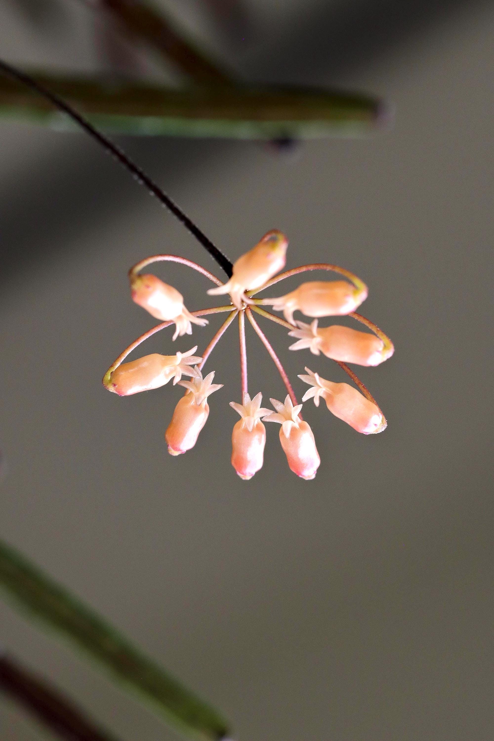 Hoya Insularis 2” potted plant **(ALL plants require you to purchase ANY 2 plants!)**