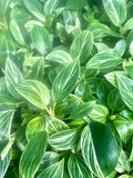 Philodendron Birkin “Evian” starter plant **(ALL plants require you to purchase ANY 2 plants!)**