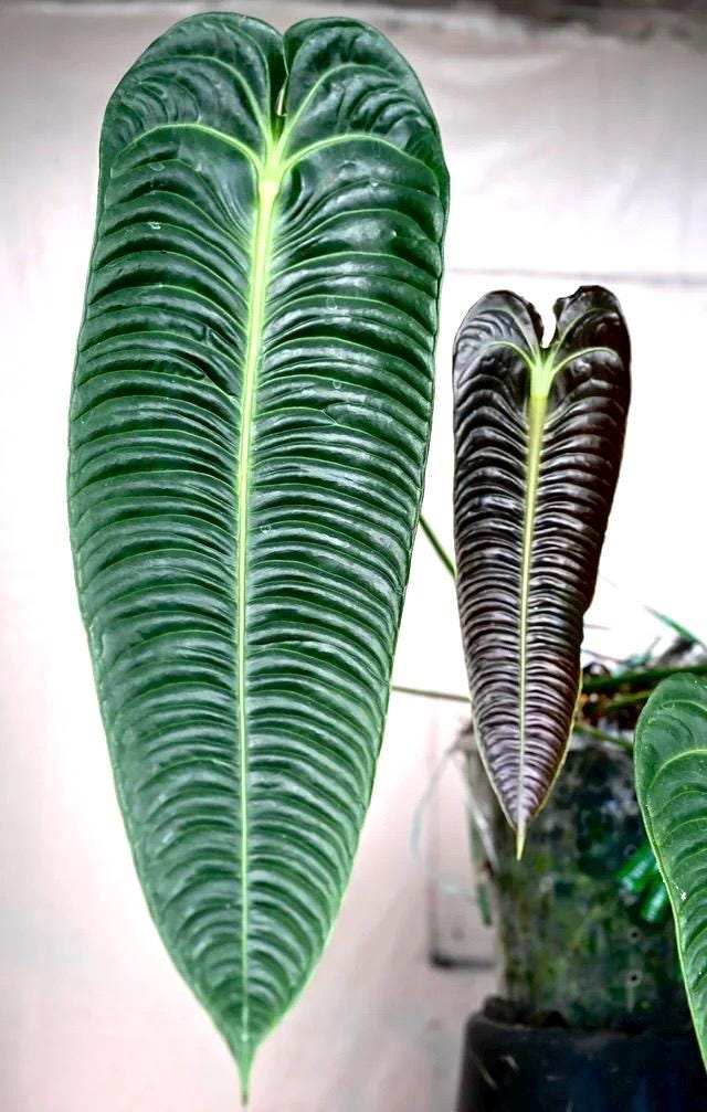 Anthurium Veitchii King starter plant **(ALL plants require you to purchase ANY 2 plants!)**