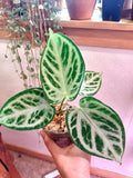 Anthurium Doroyaki starter plant **(ALL plants require you to purchase ANY 2 plants!)**